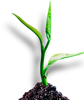 Planta ao lado de frases dos integrantes